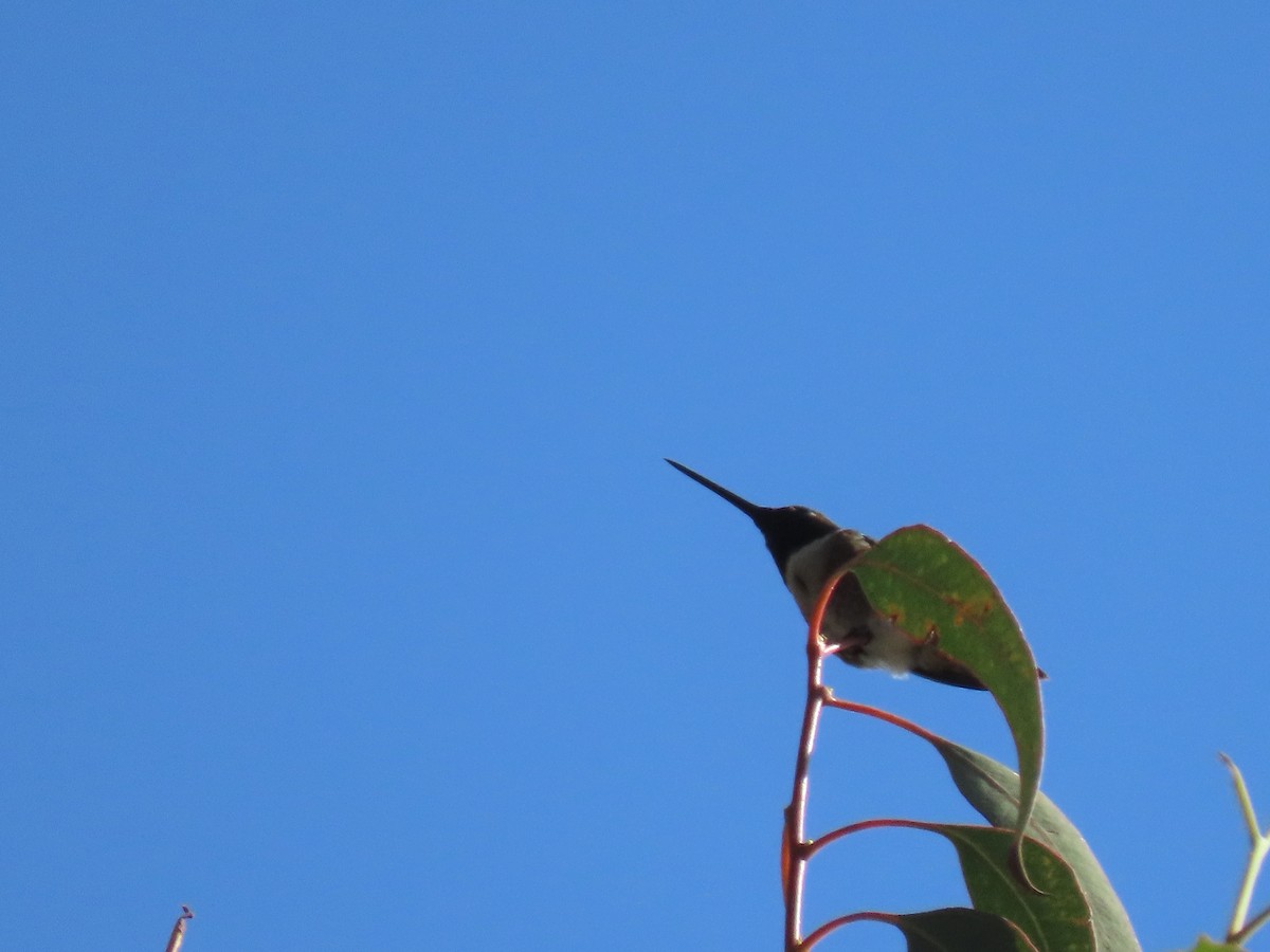 Black-chinned Hummingbird - ML620343694