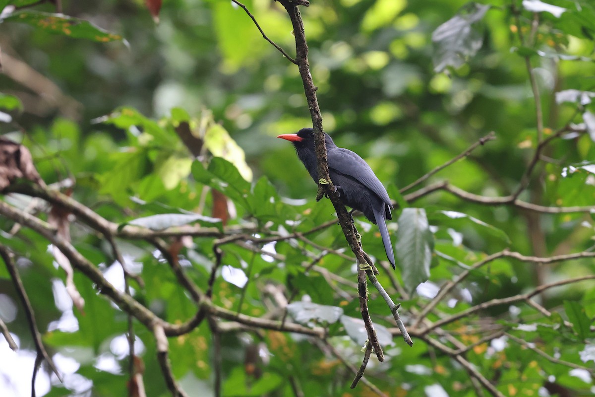 Black-fronted Nunbird - ML620343695