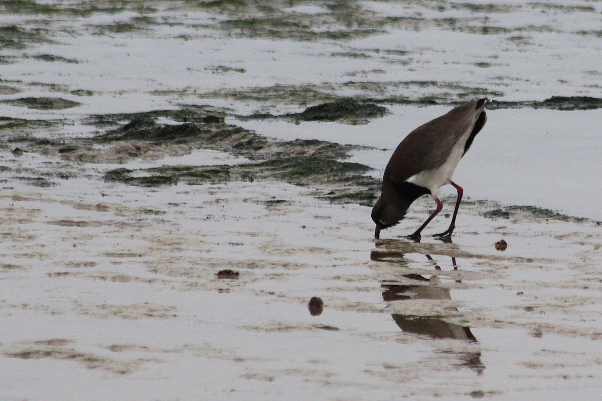 Southern Lapwing - ML620343698