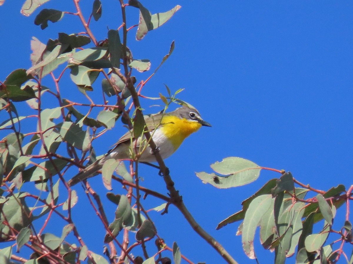 Yellow-breasted Chat - ML620343700