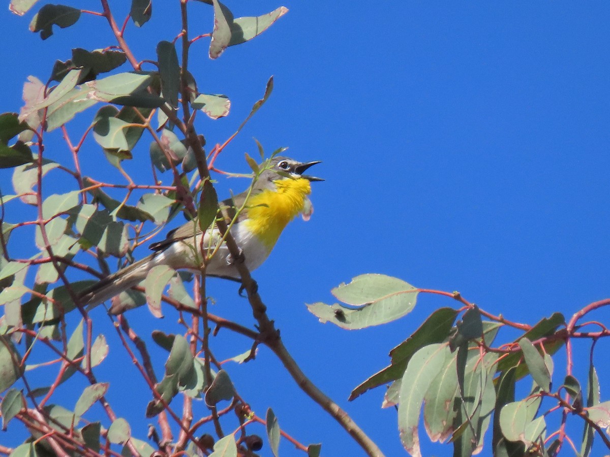 Yellow-breasted Chat - ML620343701