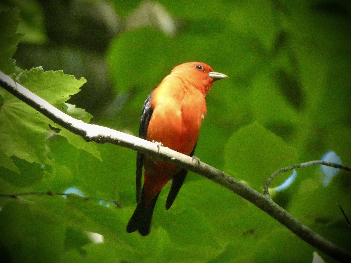 Scarlet Tanager - ML620343712