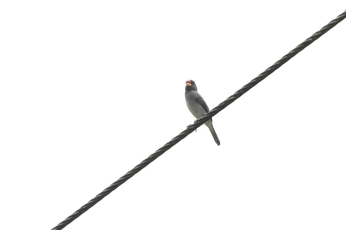 Gray Seedeater - ML620343720