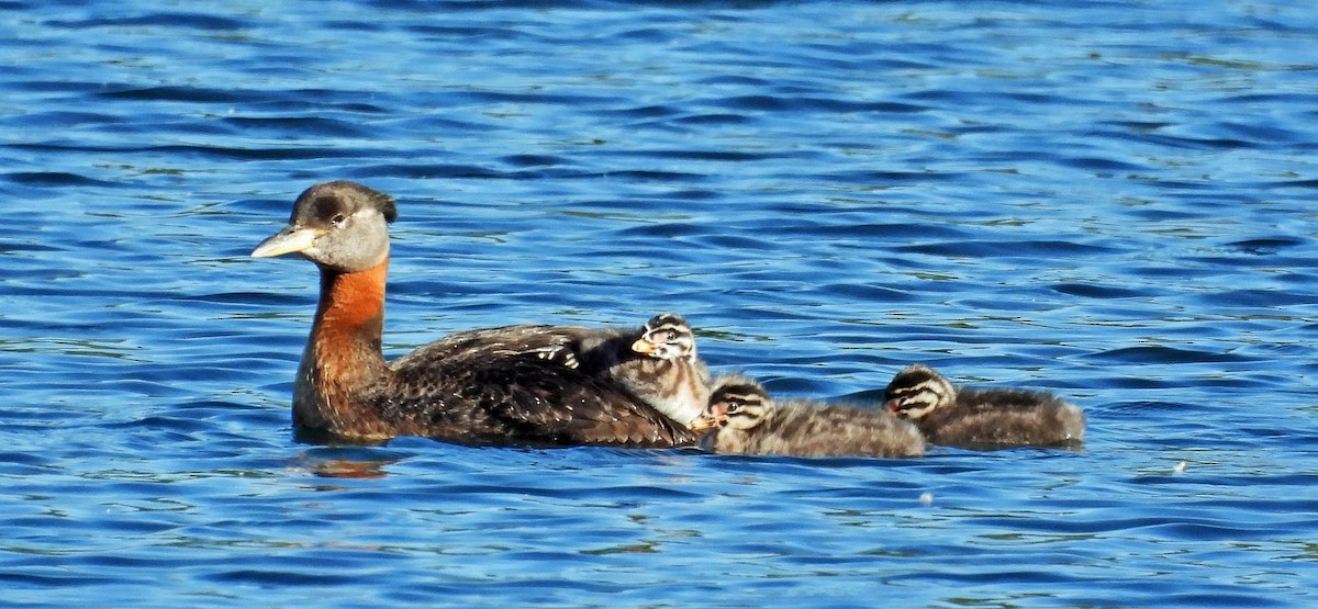 Red-necked Grebe - ML620343722