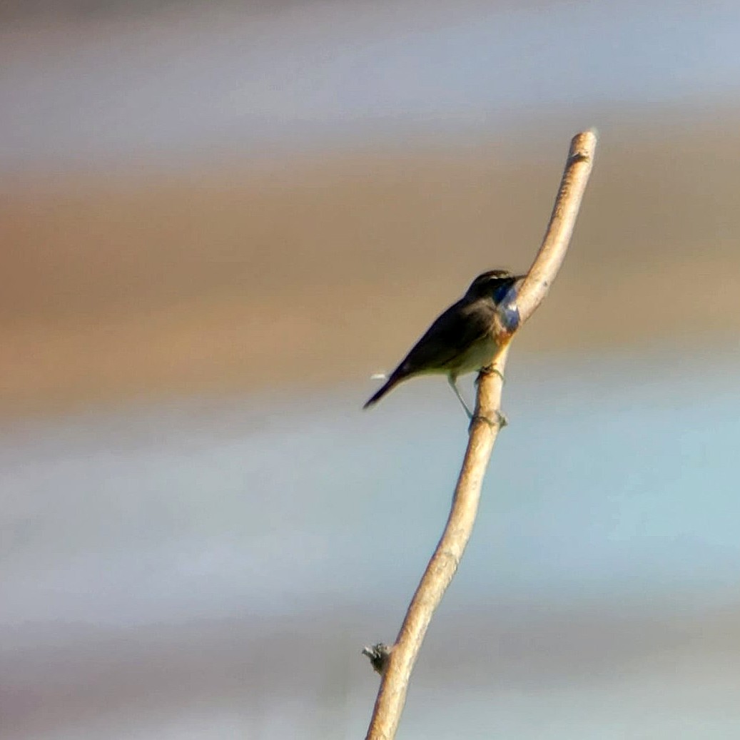 Bluethroat - ML620343744