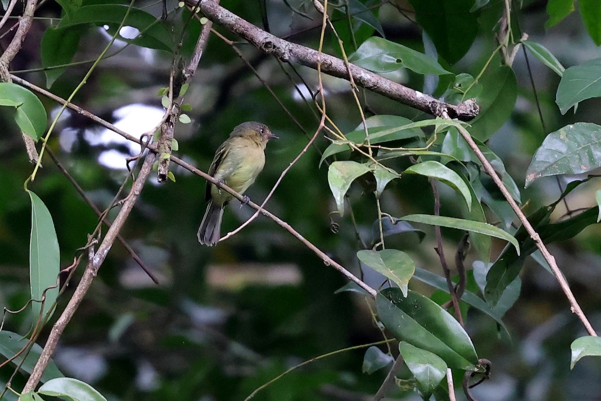 Orange-eyed Flatbill - ML620343755