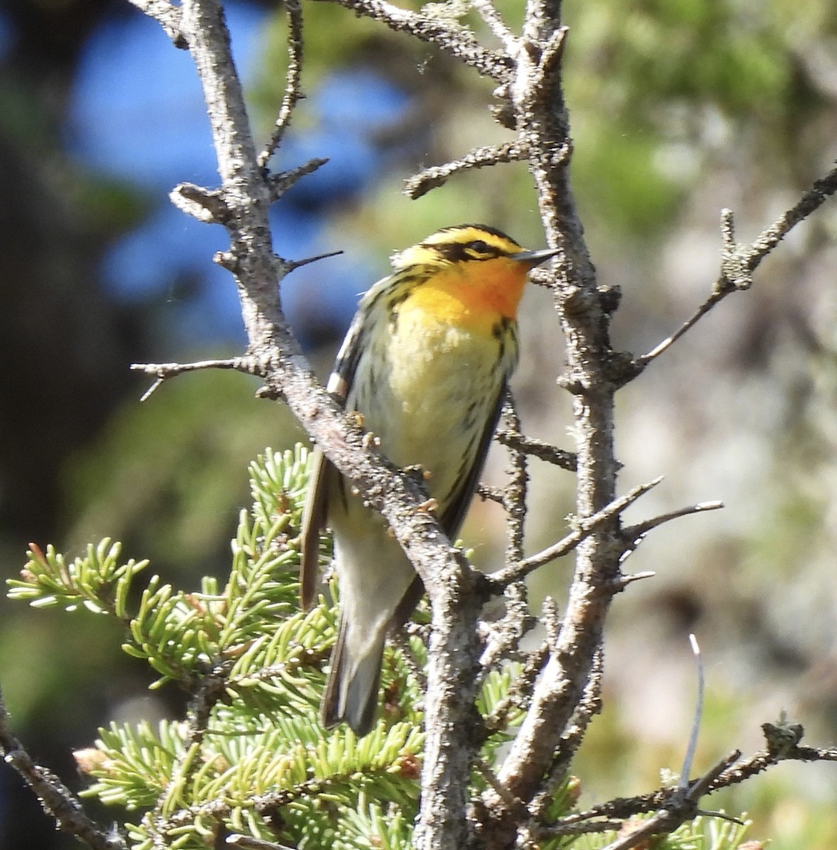 Blackburnian Warbler - Delores Steinlicht