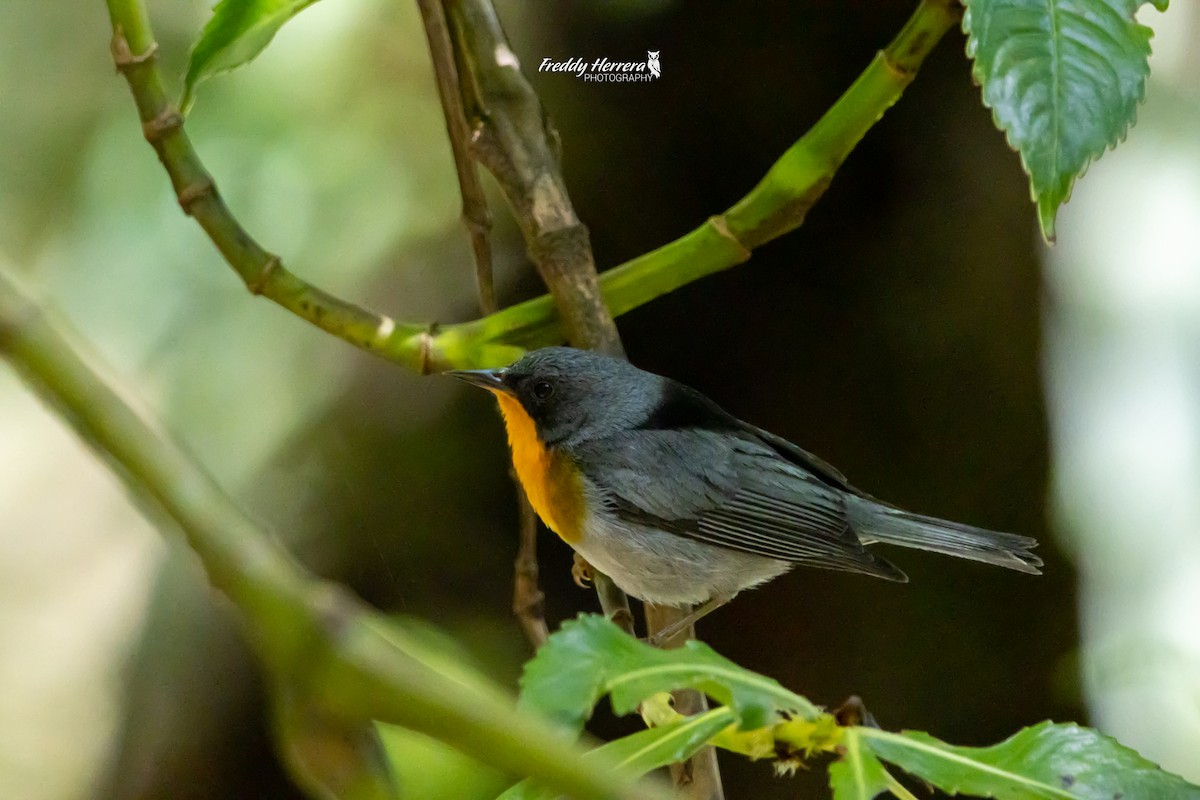 Flame-throated Warbler - ML620343765