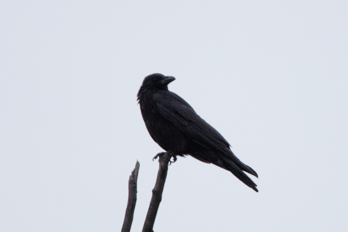 Carrion Crow - ML620343773