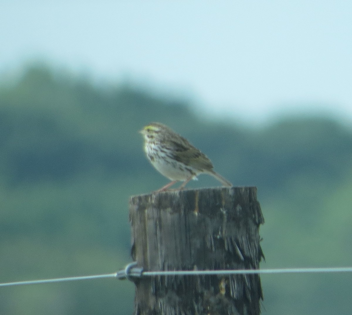 Savannah Sparrow - JOHN KIRK