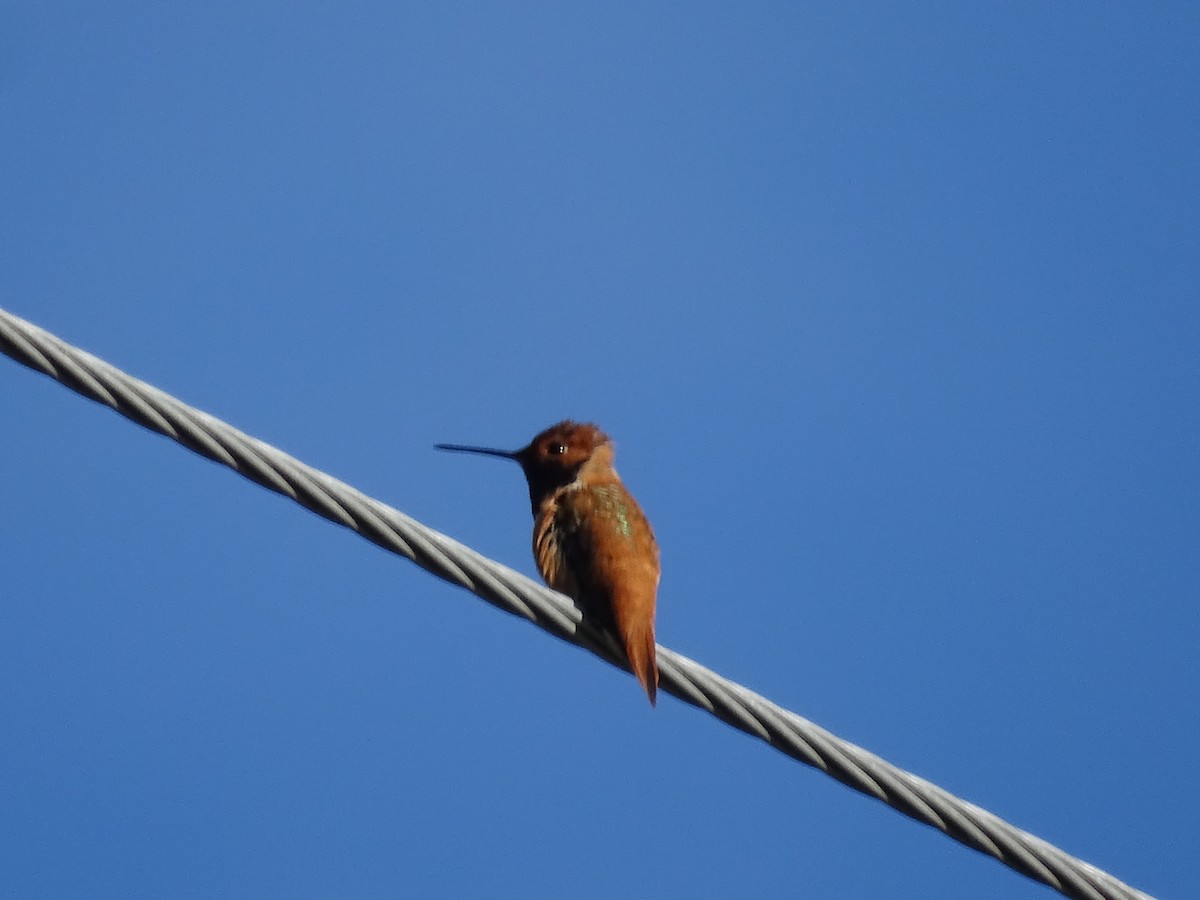 Rufous Hummingbird - ML620343778