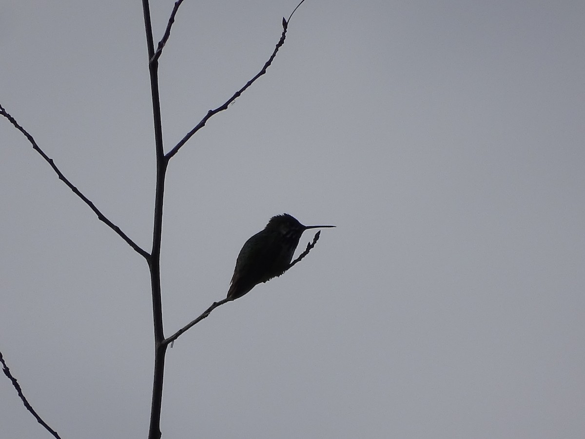 Calliope Hummingbird - ML620343782