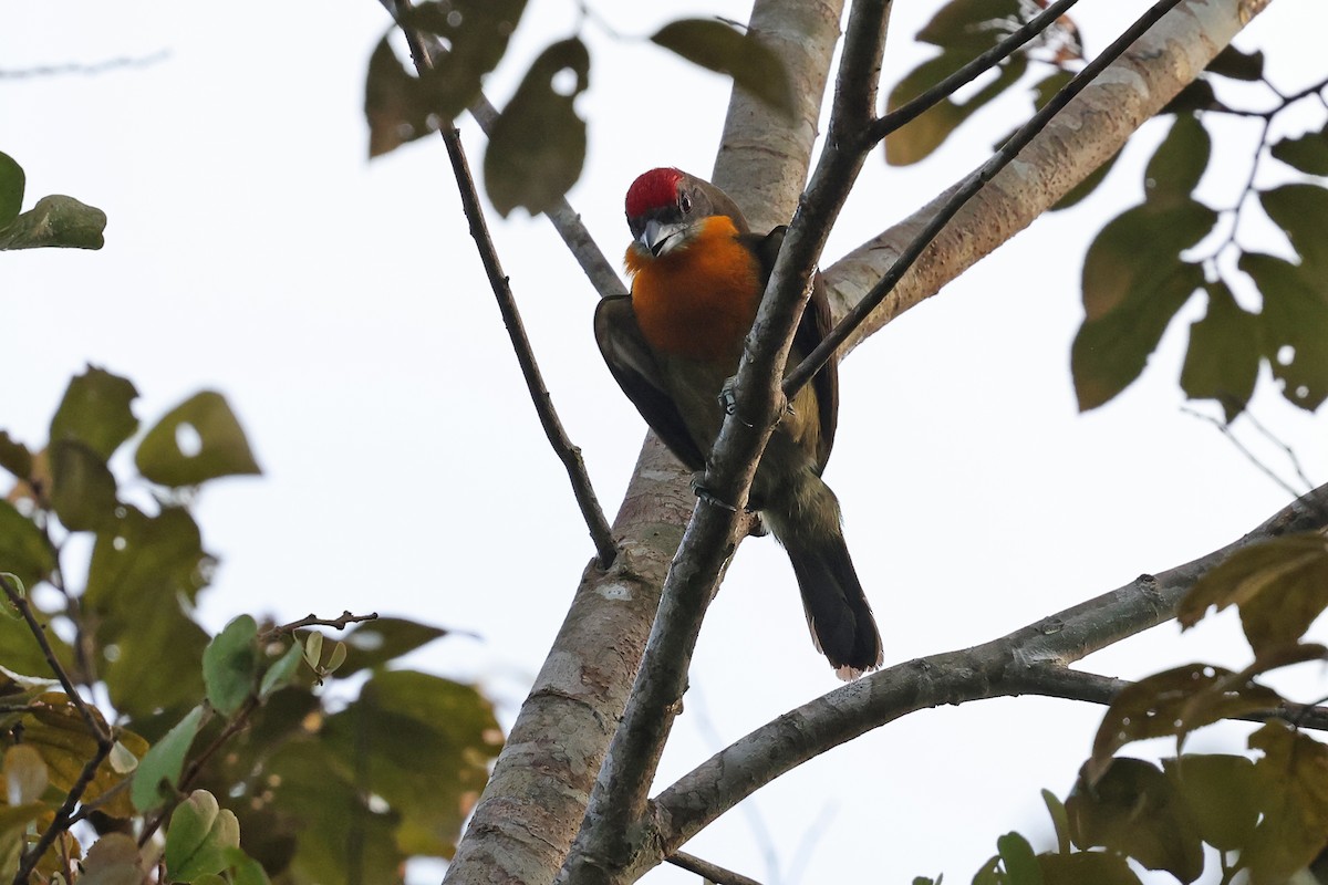 Kırmızı Tepeli Barbet - ML620343784