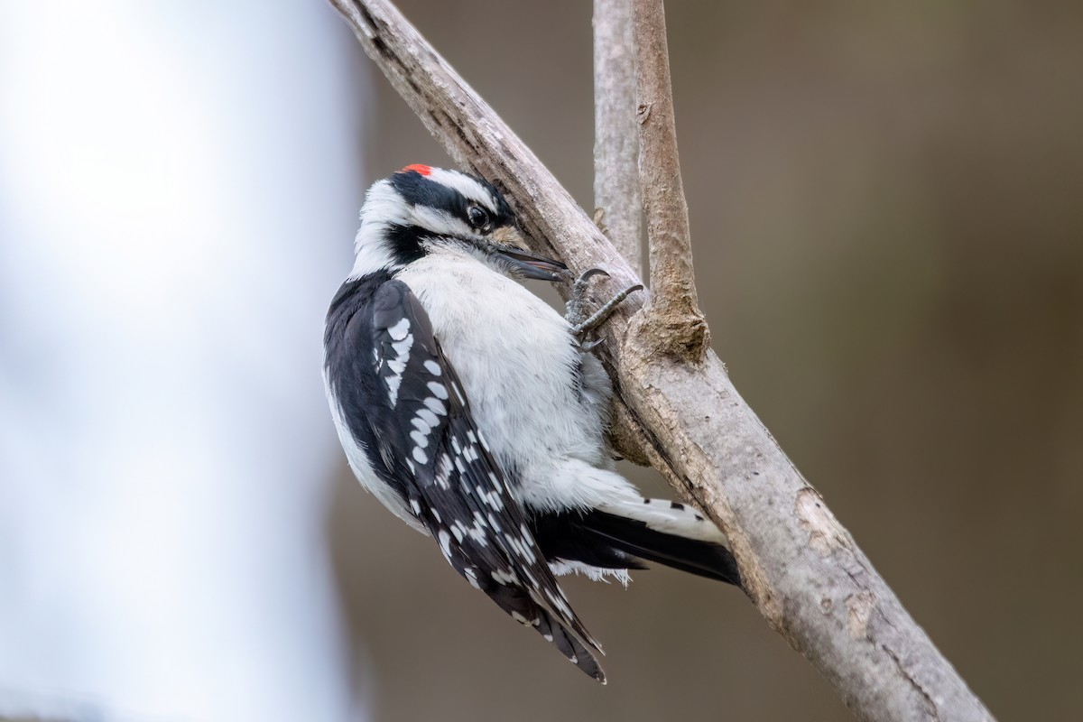 Downy Woodpecker (Eastern) - ML620343798