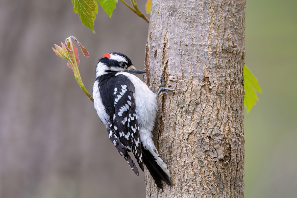 strakapoud osikový (ssp. pubescens/medianus) - ML620343799