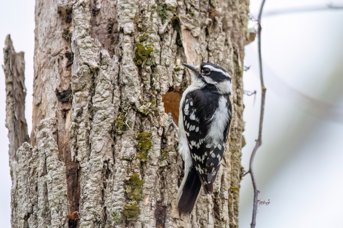 Downy Woodpecker (Eastern) - Marcos Eugênio (Birding Guide)