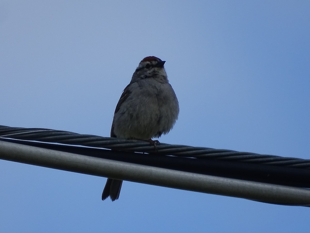 Chipping Sparrow - ML620343802