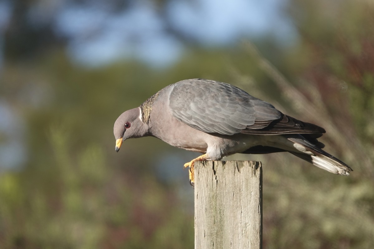 Band-tailed Pigeon - ML620343803