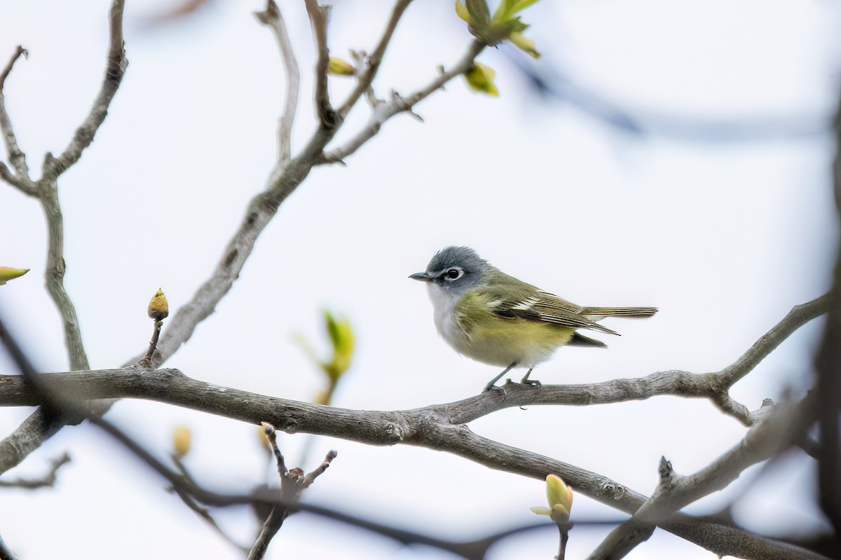 Mavi Başlı Vireo - ML620343807