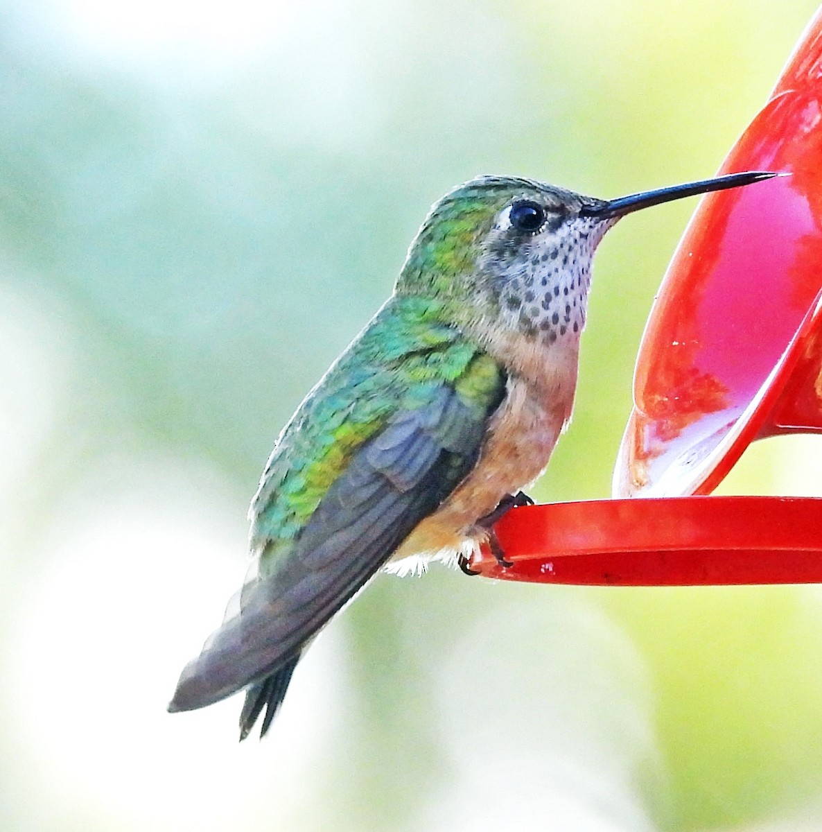Calliope Hummingbird - ML620343816