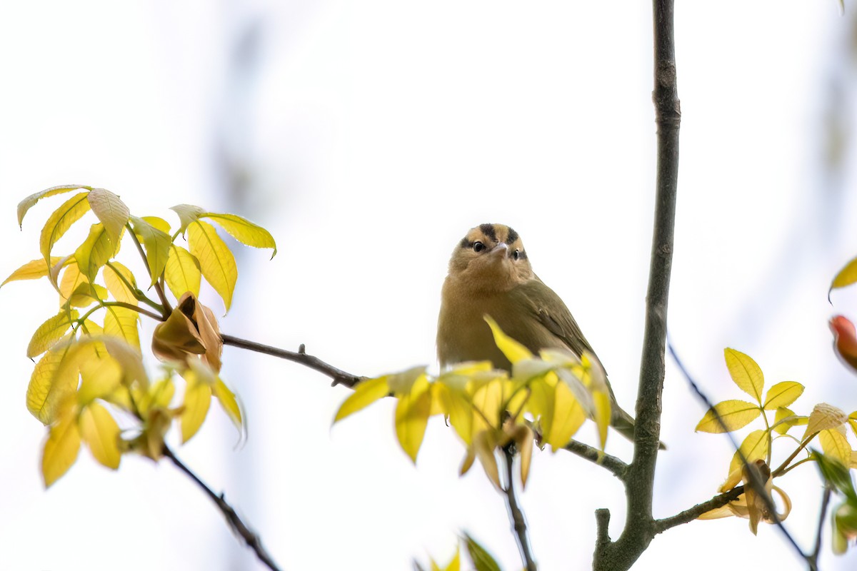 Worm-eating Warbler - ML620343818