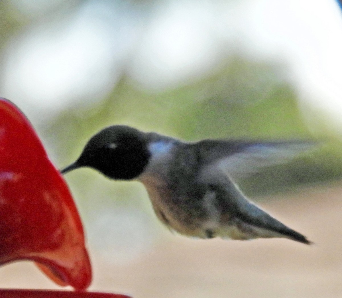 Colibri à gorge noire - ML620343821