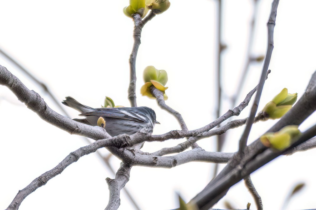 Blauwaldsänger - ML620343825