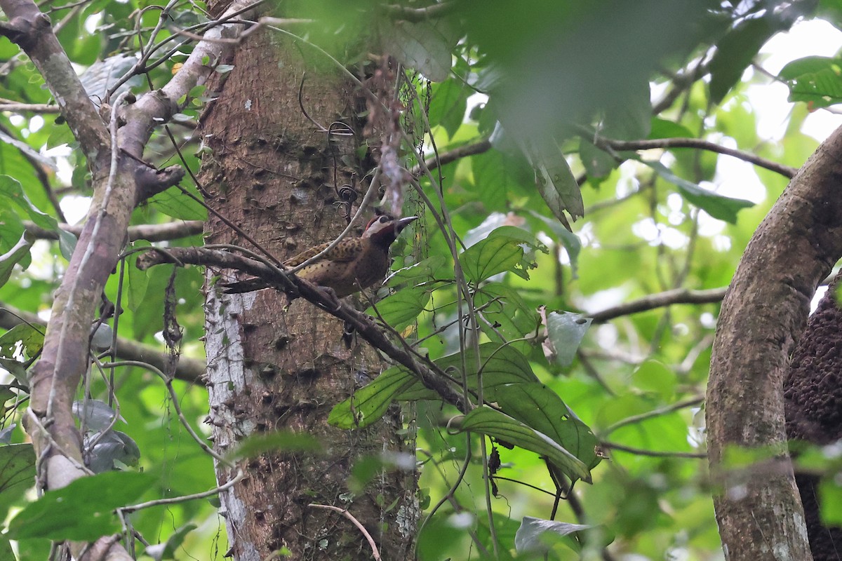 Spot-breasted Woodpecker - ML620343833