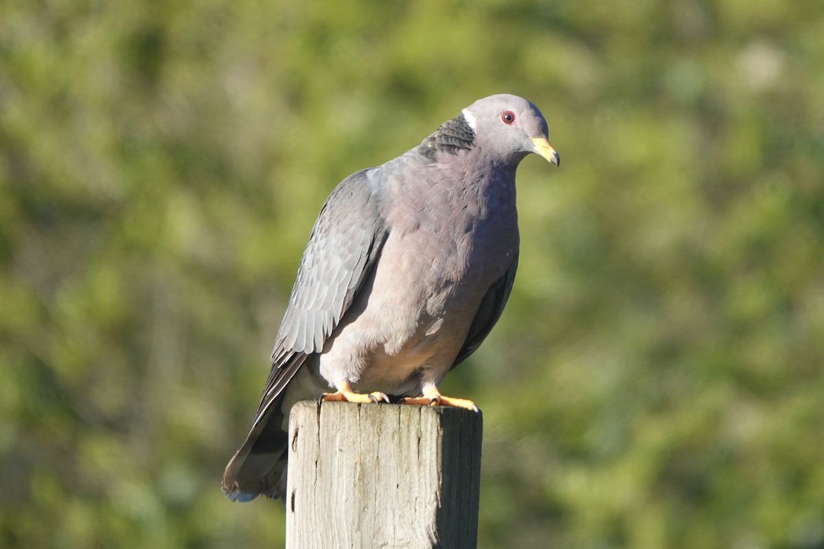 Band-tailed Pigeon - ML620343842