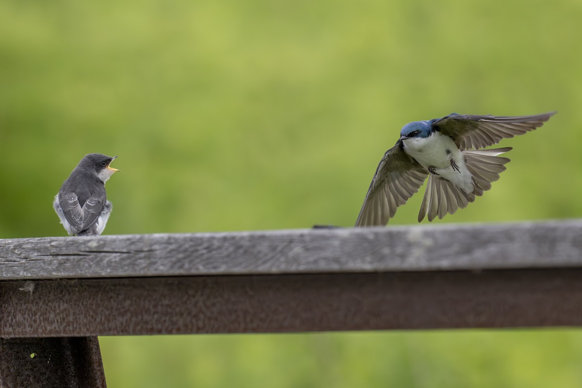 Tree Swallow - ML620343845