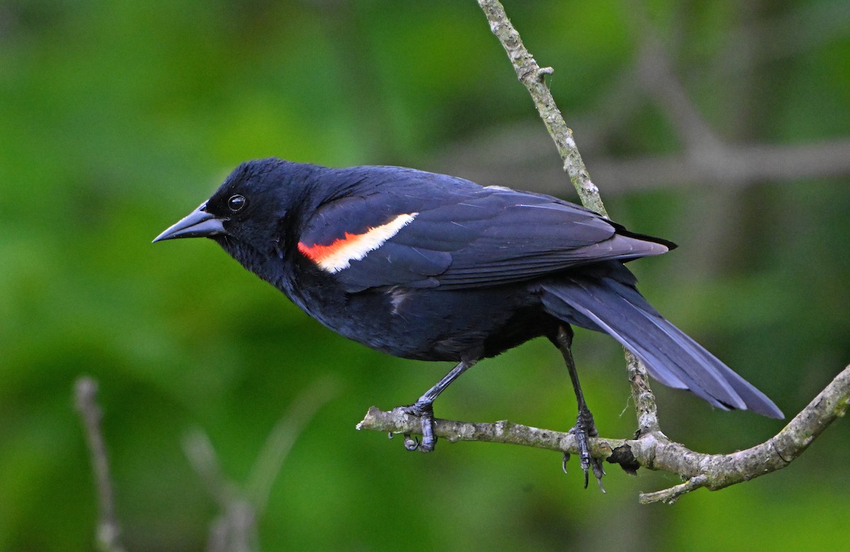 Red-winged Blackbird - ML620343852