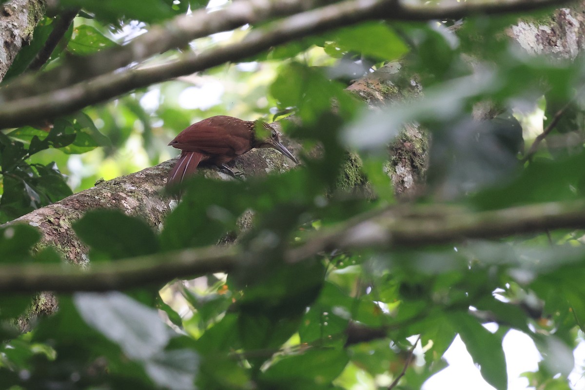 Strong-billed Woodcreeper - ML620343861