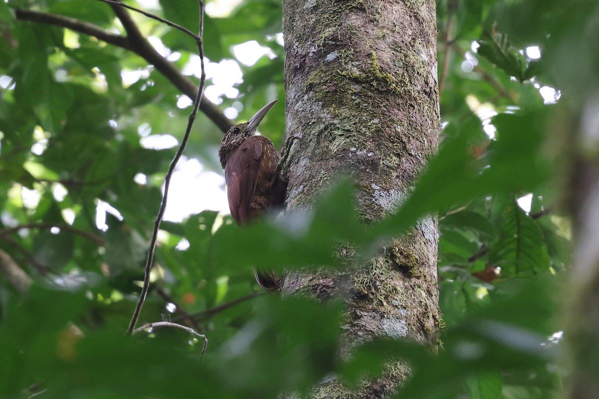 Strong-billed Woodcreeper - ML620343862