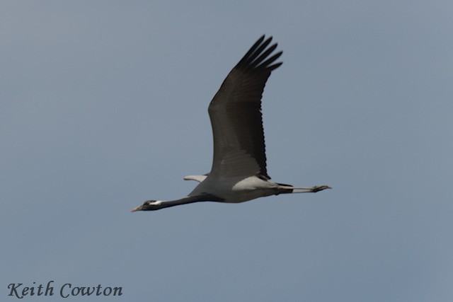 Demoiselle Crane - ML620343865