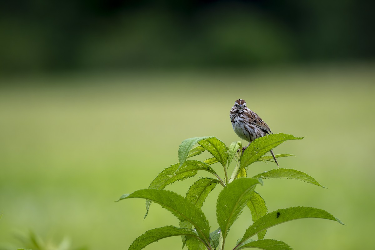 Song Sparrow - ML620343882