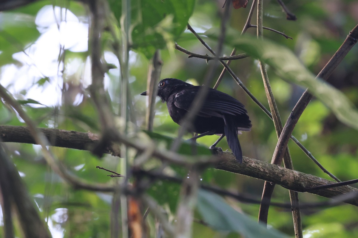 White-shouldered Antbird - ML620343886