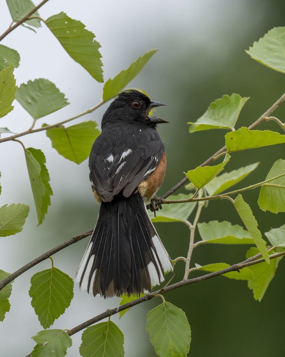 Eastern Towhee - ML620343892