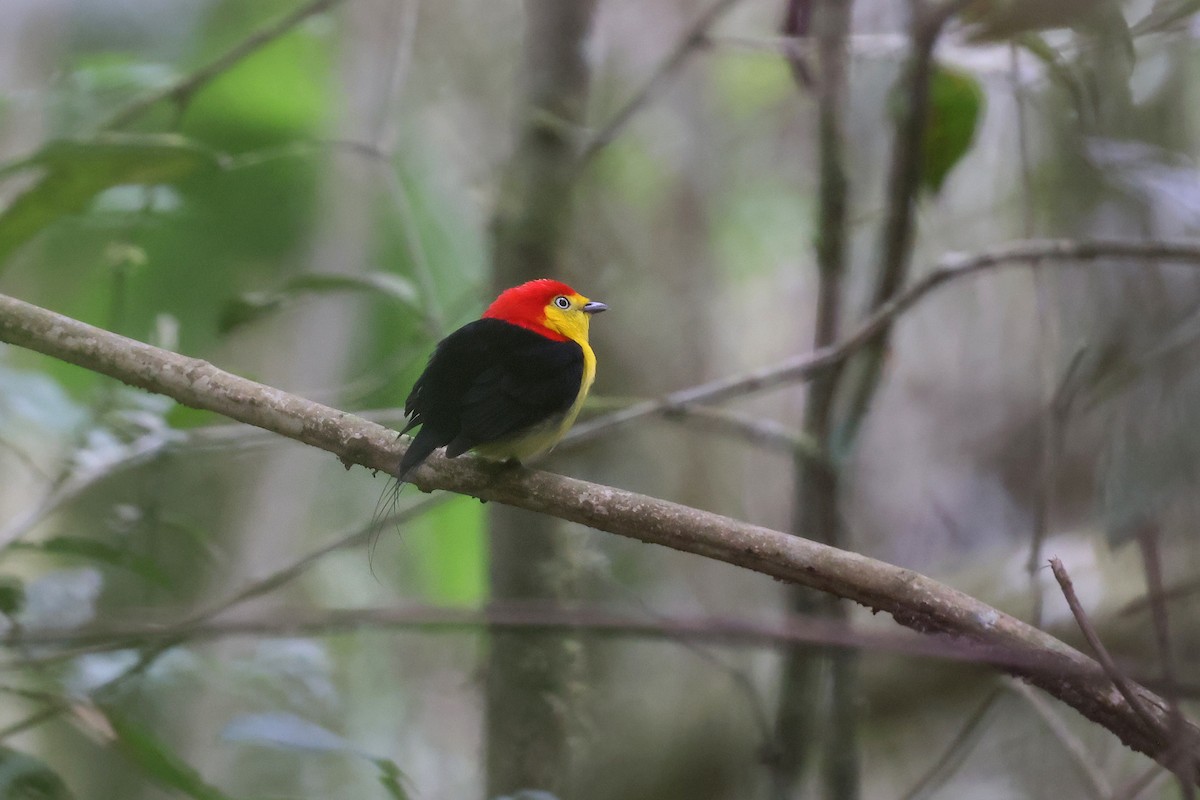 Wire-tailed Manakin - ML620343894