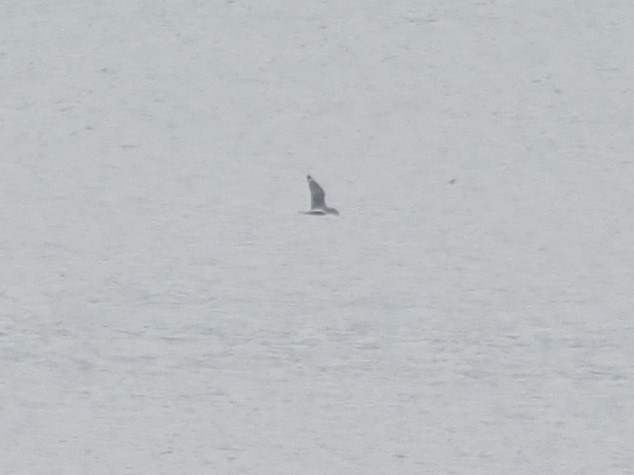 Franklin's Gull - ML620343900