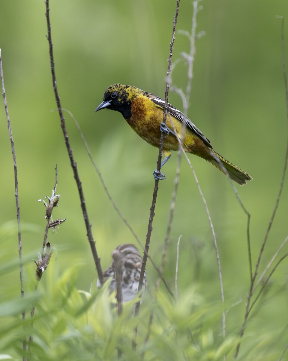 Orchard Oriole - ML620343908