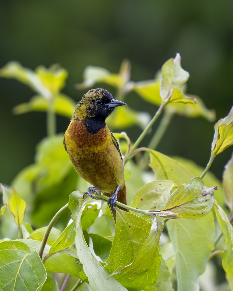 Orchard Oriole - ML620343909