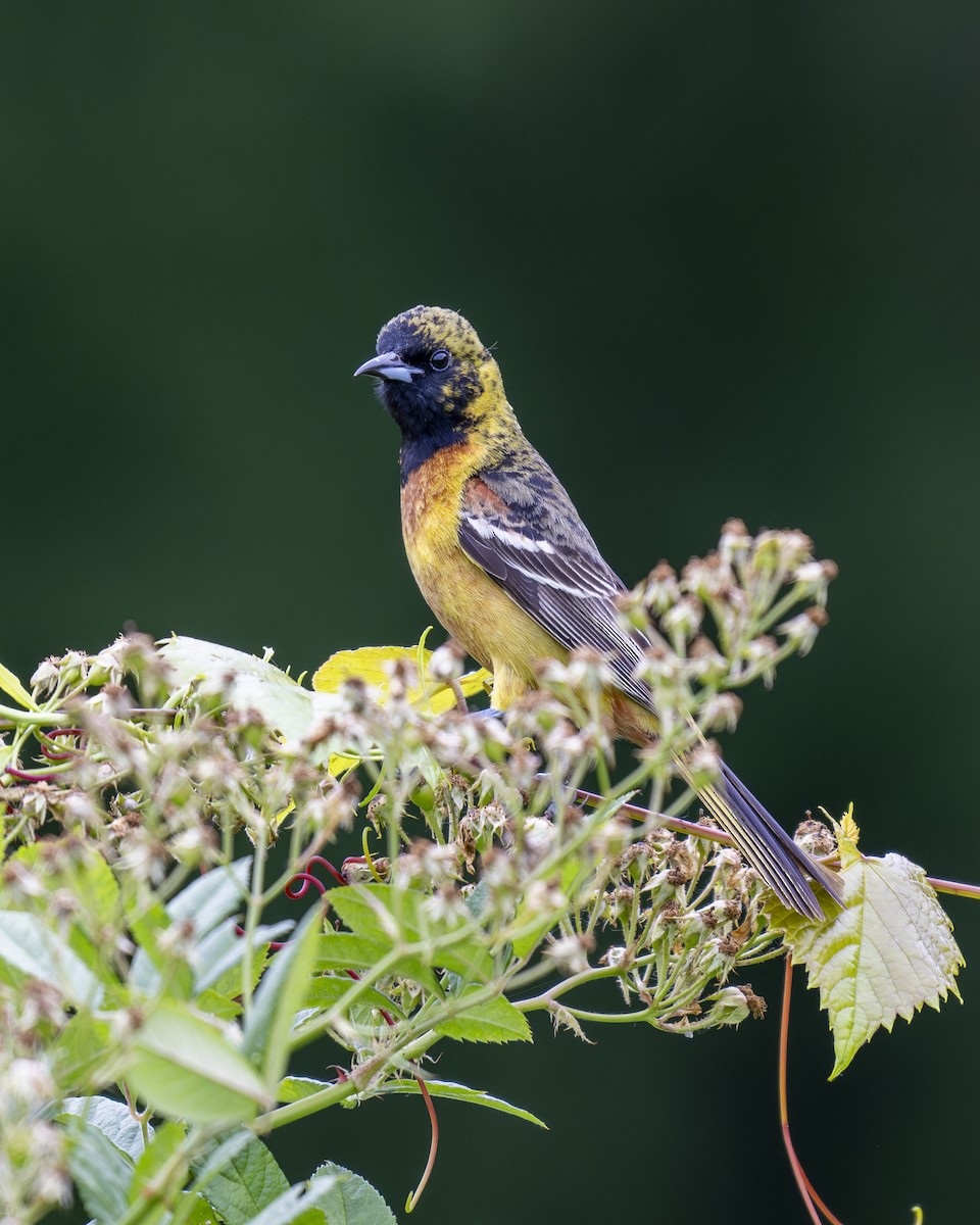 Orchard Oriole - ML620343911