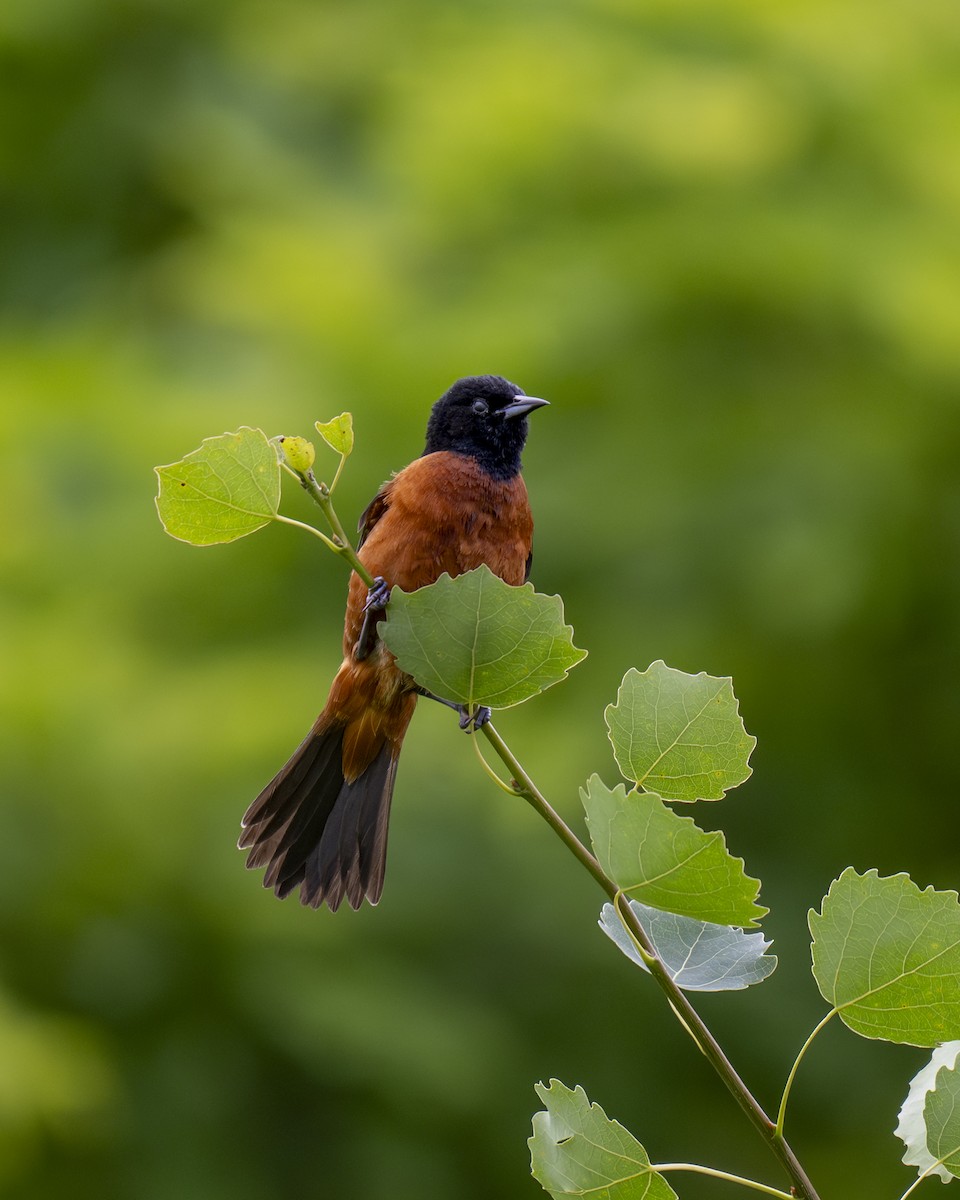 Orchard Oriole - ML620343913