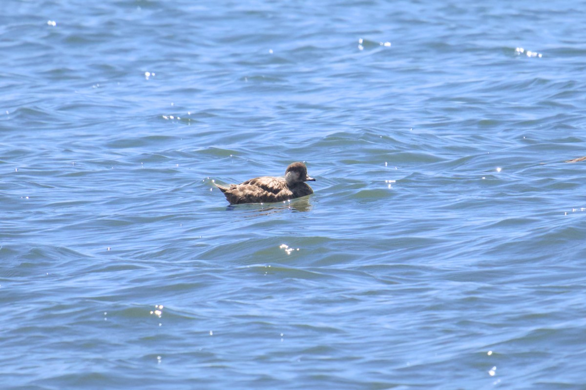 Black Scoter - ML620343915