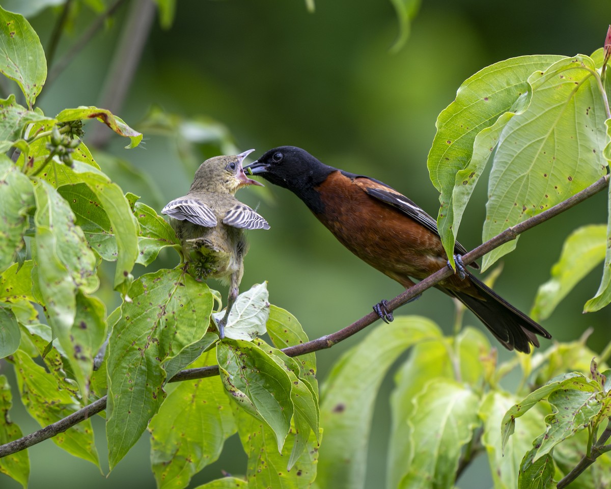 Orchard Oriole - ML620343917