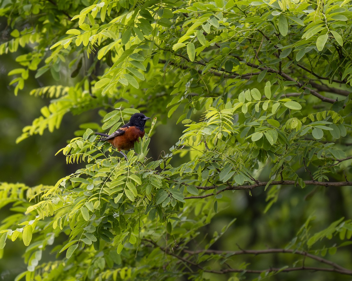 Orchard Oriole - ML620343918
