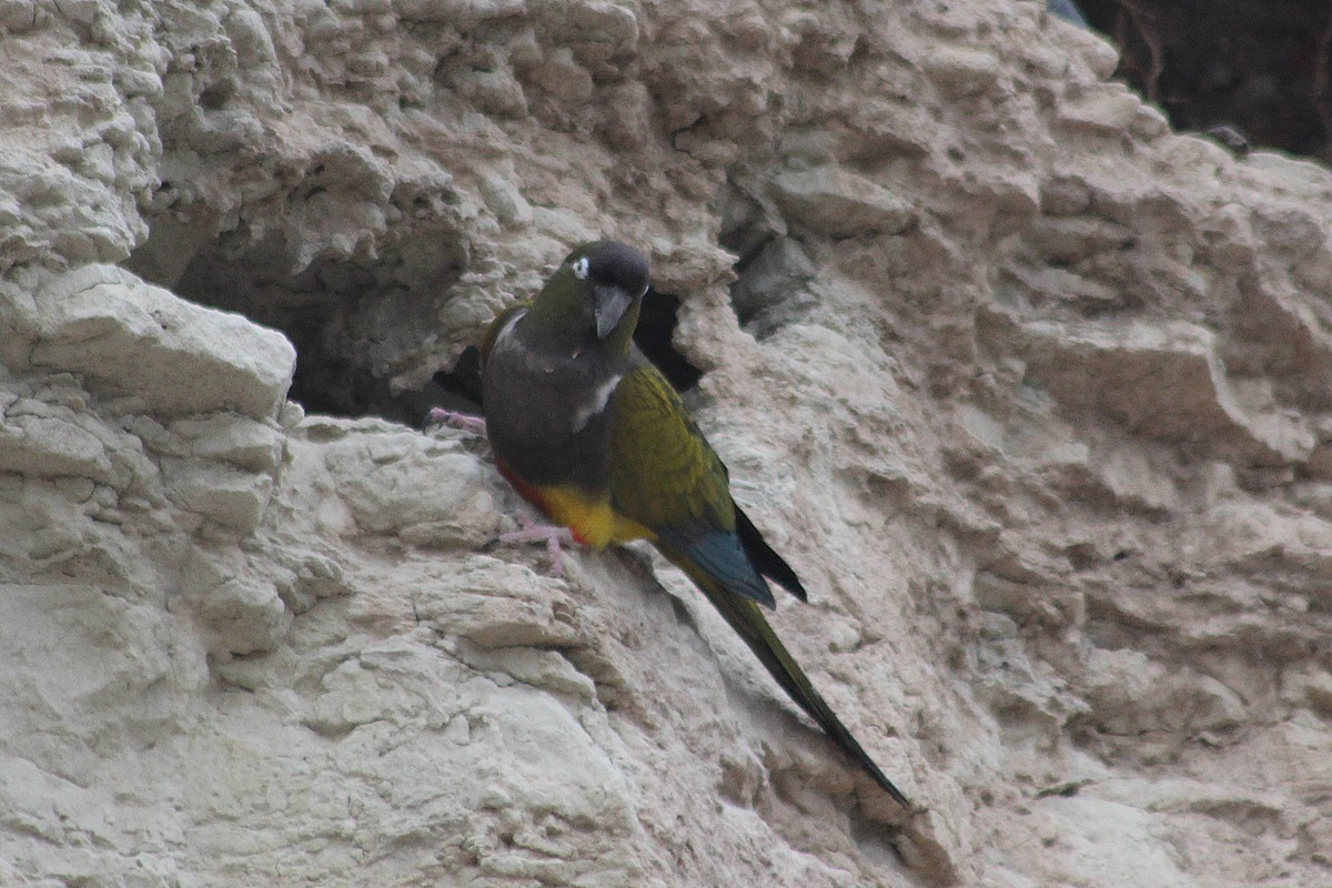Patagonya Papağanı - ML620343919