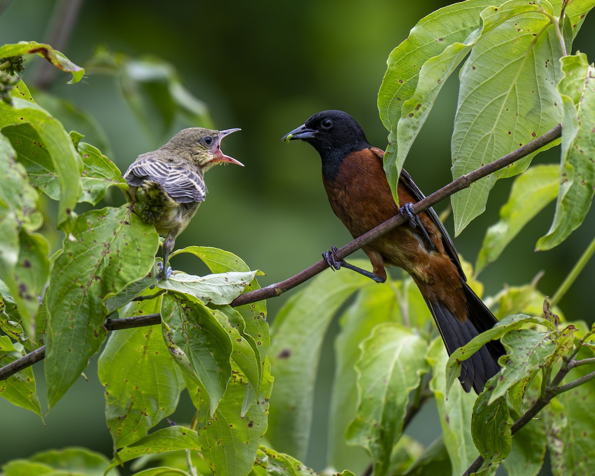 Orchard Oriole - ML620343920