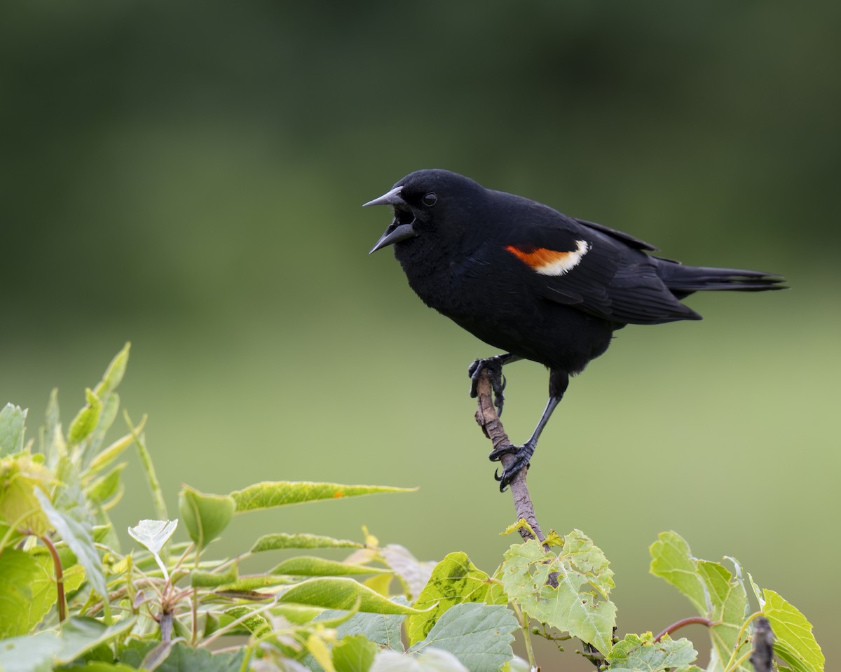 Red-winged Blackbird - ML620343924