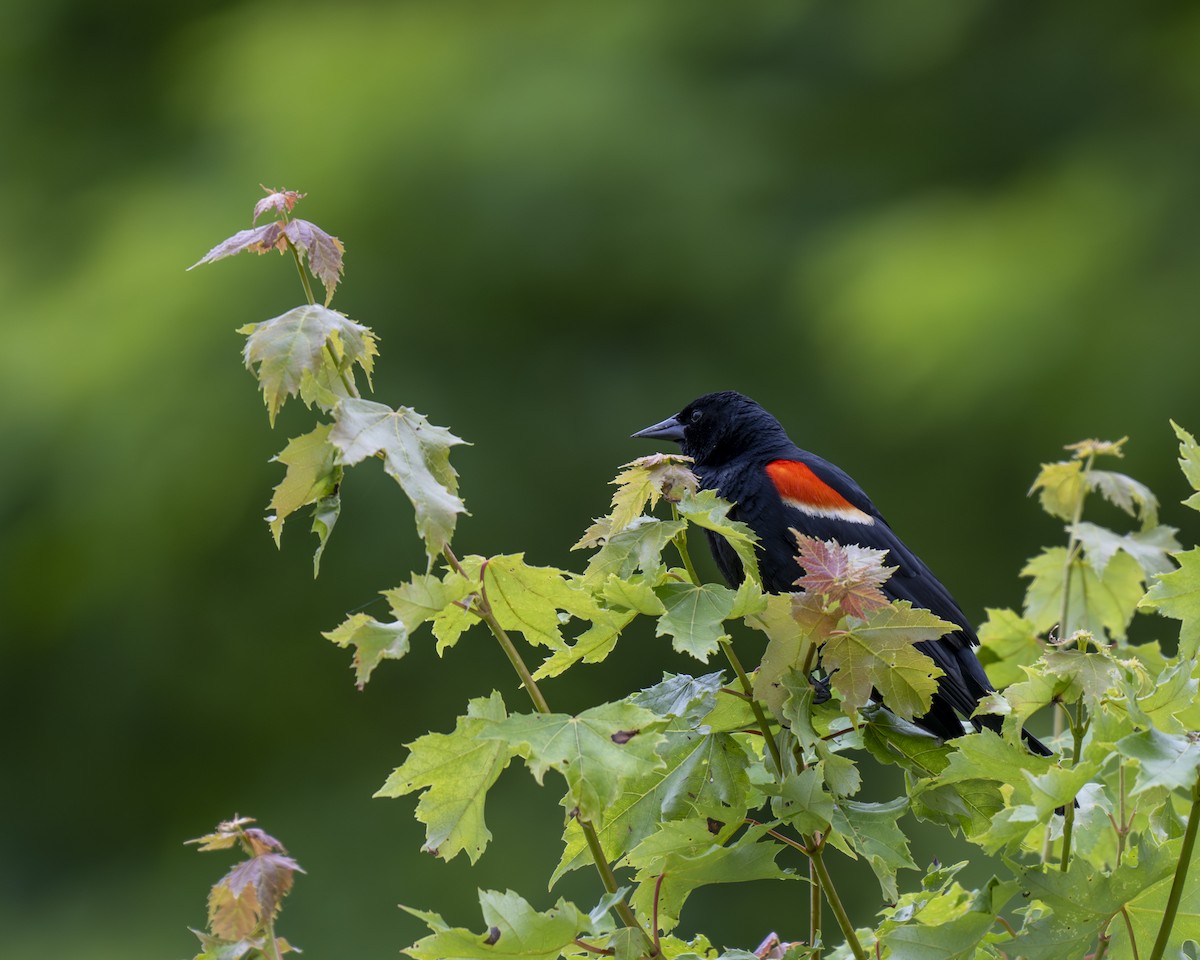 Red-winged Blackbird - ML620343926